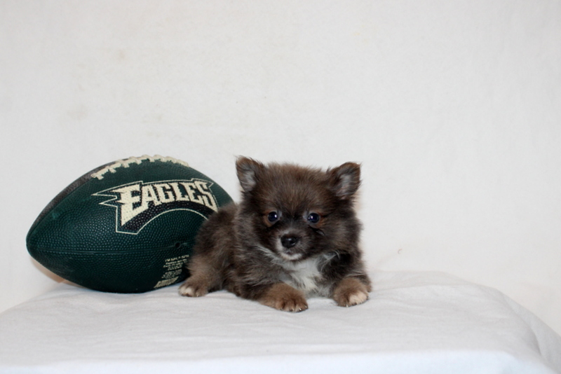 puppy, for, sale, Pomeranian, Matthew B. Stoltzfus, dog, breeder, Gap, PA, dog-breeder, puppy-for-sale, forsale, nearby, find, puppyfind, locator, puppylocator, aca